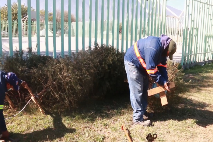 INSTALARÁ ESBOBEDO CENTROS DE ACOPIO PARA PINOS NAVIDEÑOS